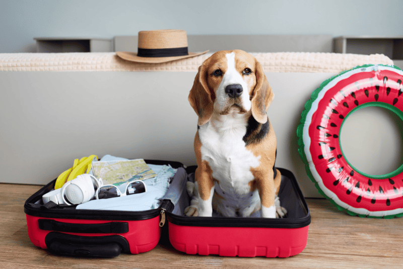 Urlaub mit Hund